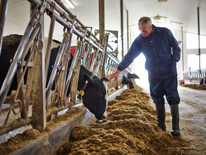 animal nutrition cargill united kingdom animal nutritionist