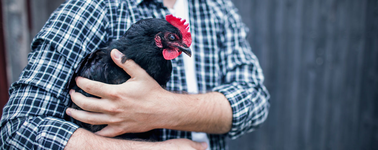 Shared Poultry Hero